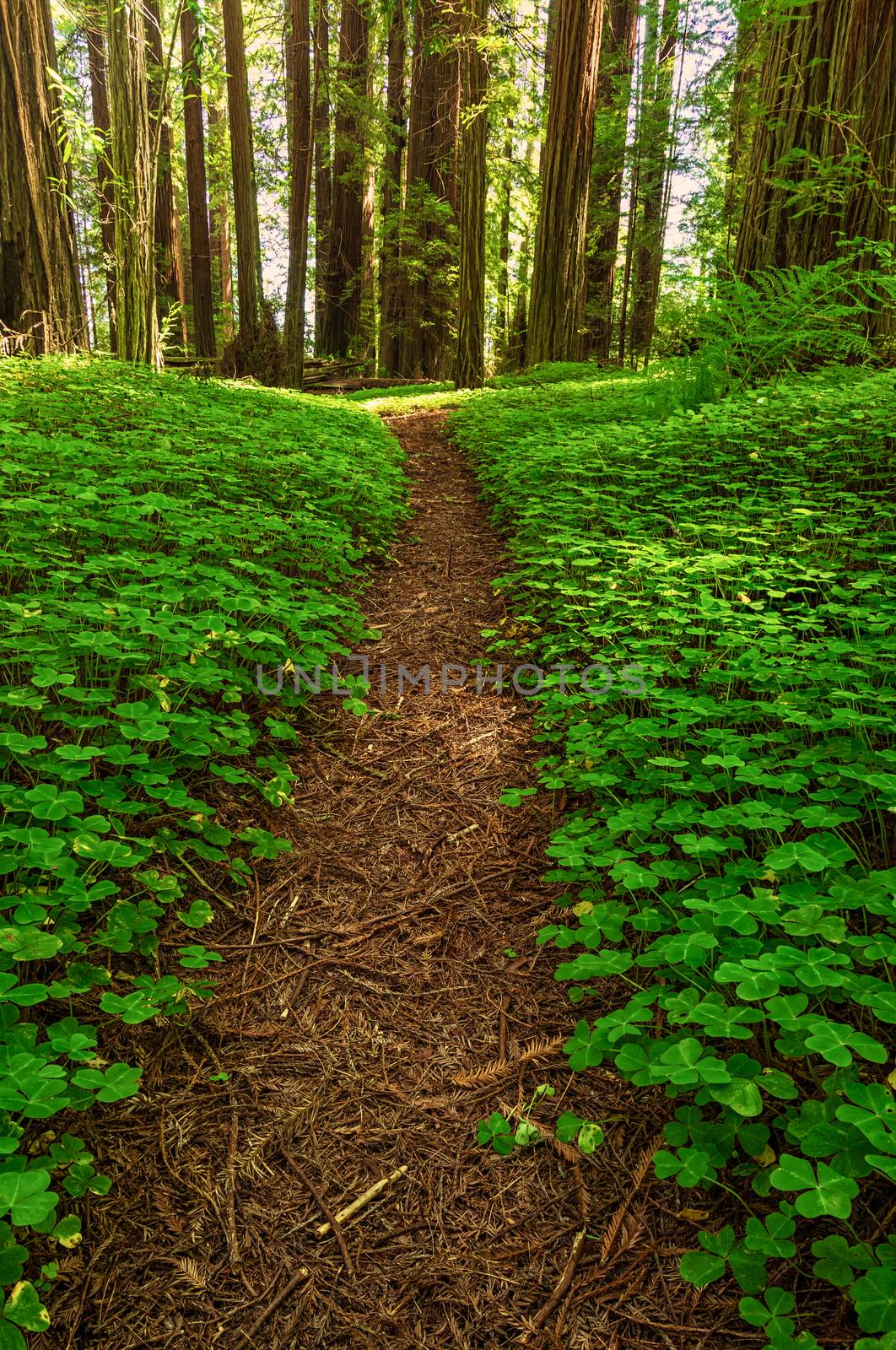 Redwood Forest Landscape in Beautiful Northern California by backyard_photography
