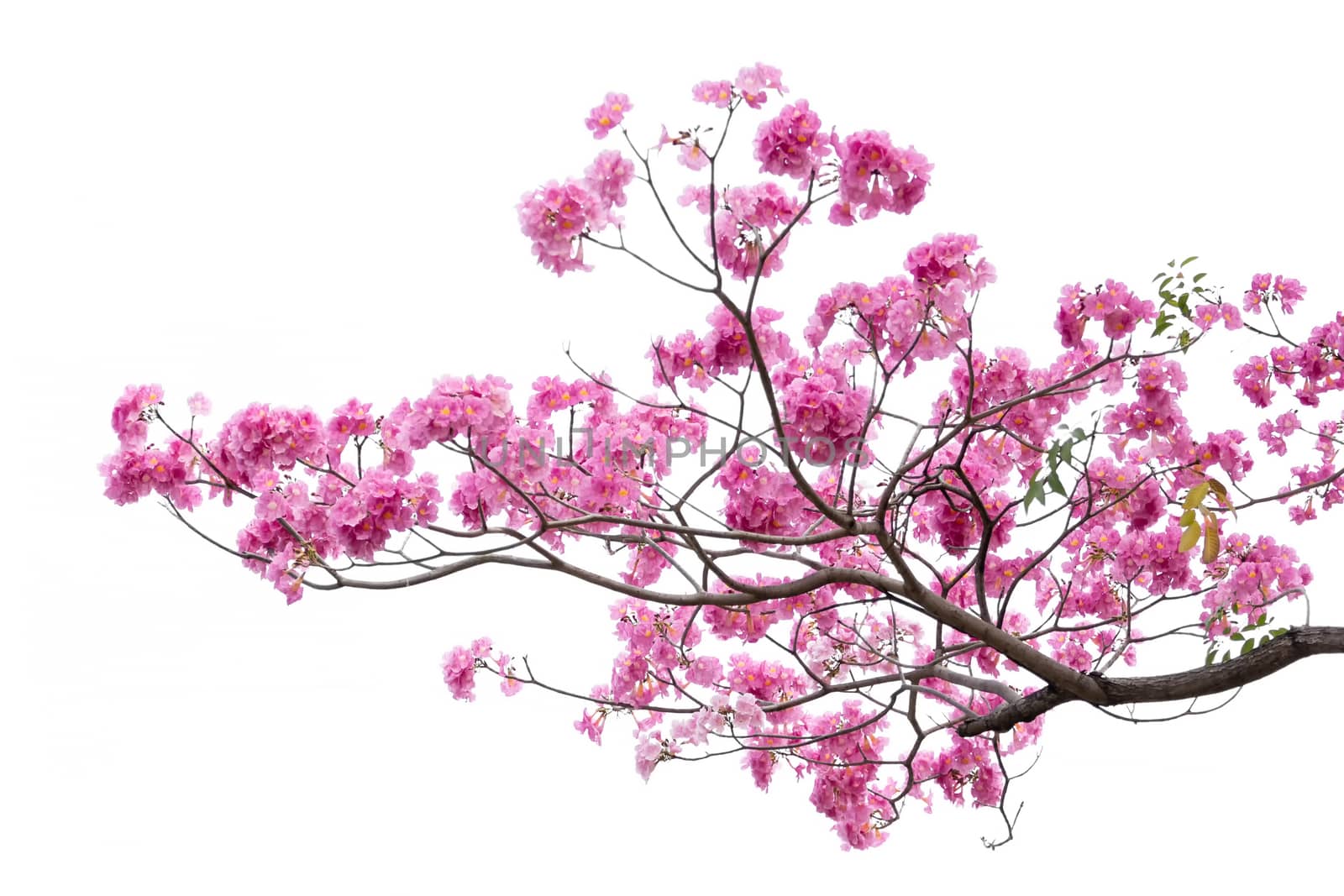 Pink flower and tree branch isolated on white background by DucksmallFoto