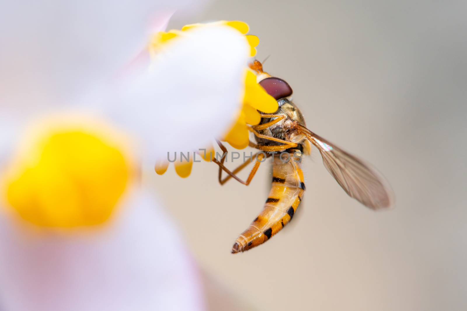 Macro shot of a bee on a flower eating pollen