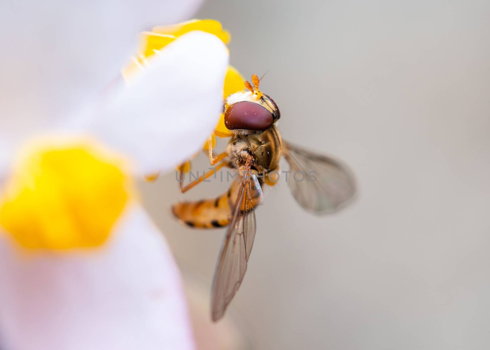 Bee on a flower eating pollen by dutourdumonde