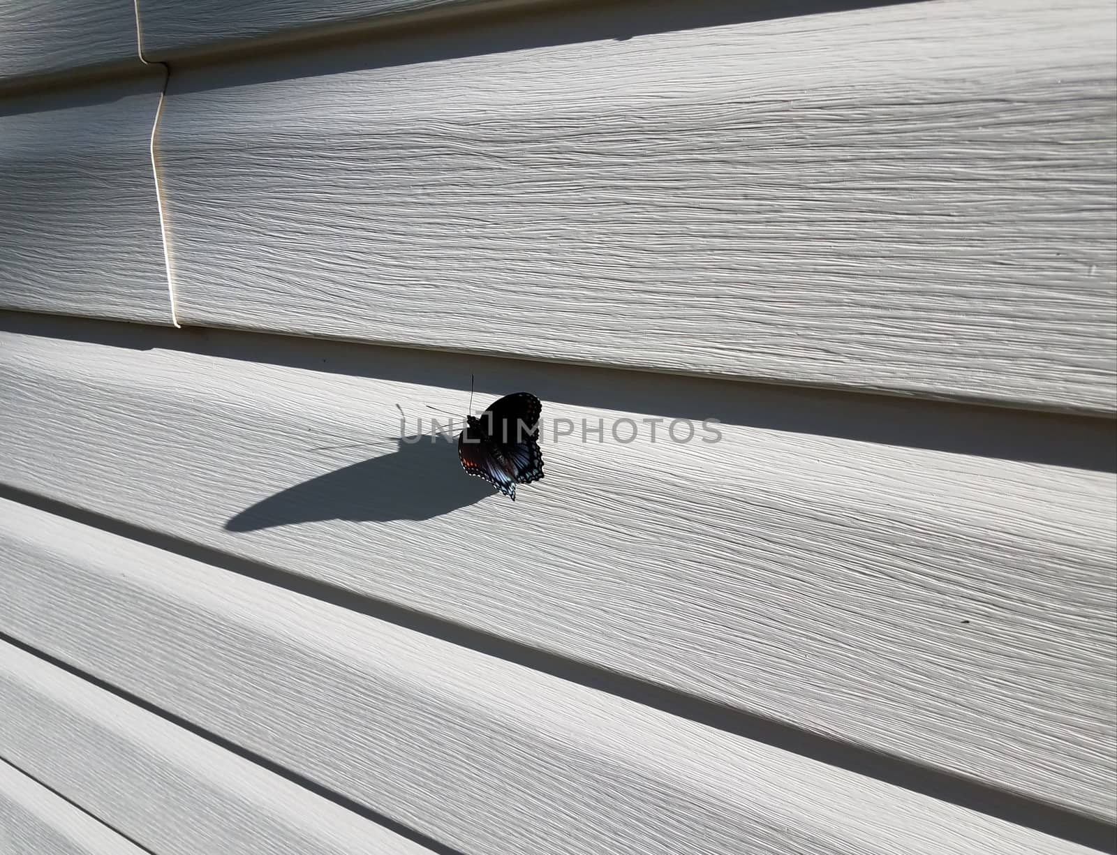 black butterfly with orange and blue wings on white house siding by stockphotofan1