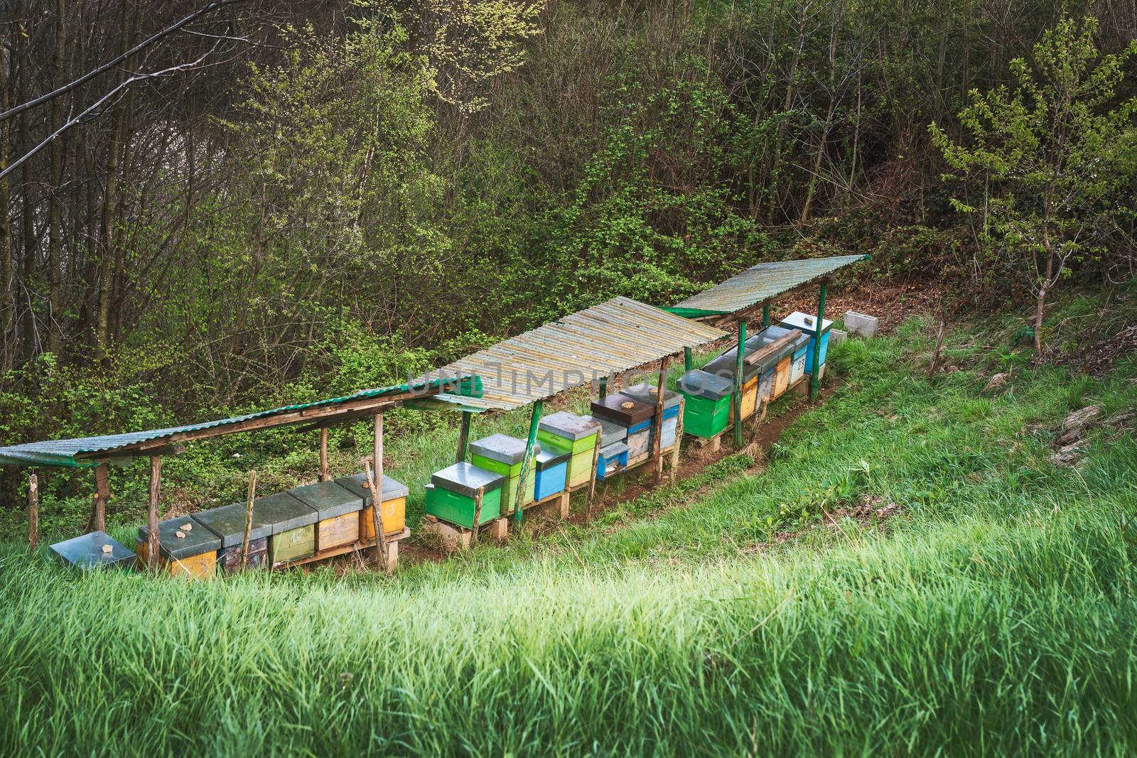 Bee hives in mountain Seriana valley by Robertobinetti70