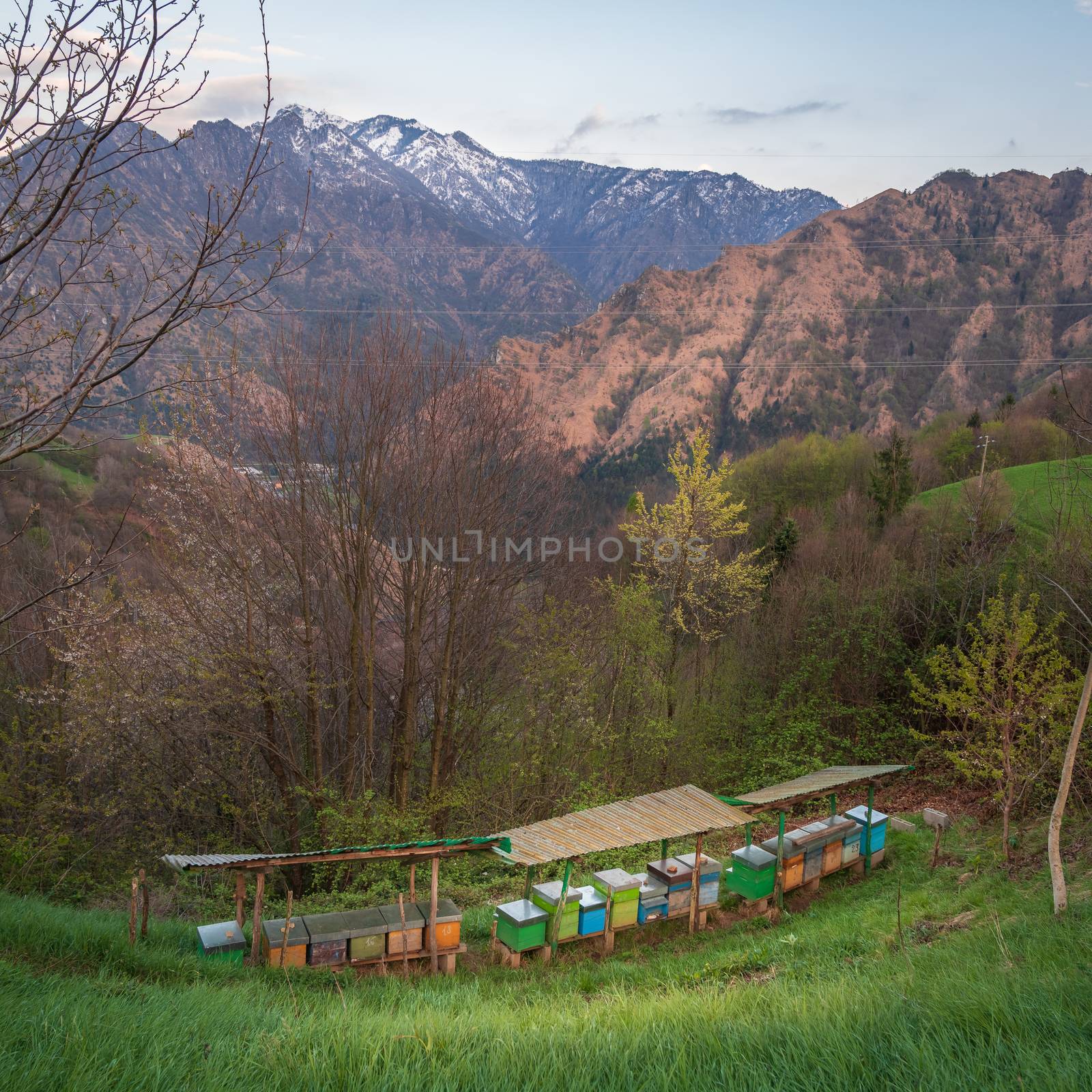 Bee hives on meadow in countryside of Italy,Bergamo(Seriana valley}The houses of the bees are placed on the green grass in the mountains. Private enterprise for beekeeping. Honey healthy food products.