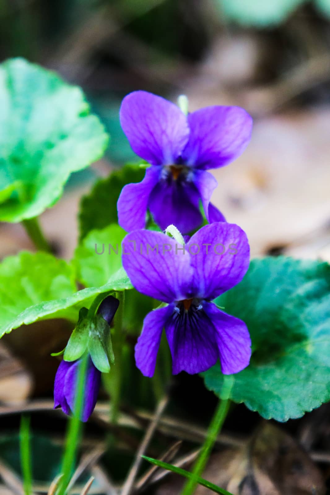 The first spring flowers of violets bloom on a bright spring day close-up macro photography. by kip02kas
