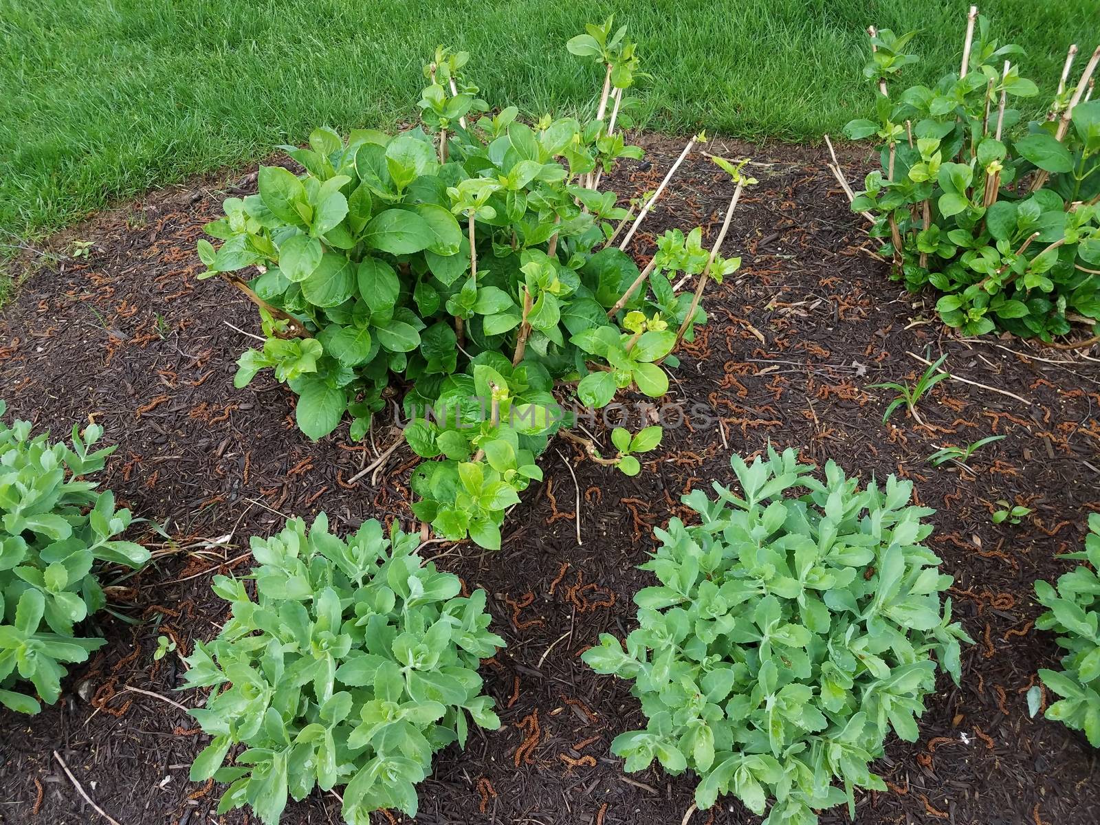 wet green leaves on plant or bush in brown mulch or soil