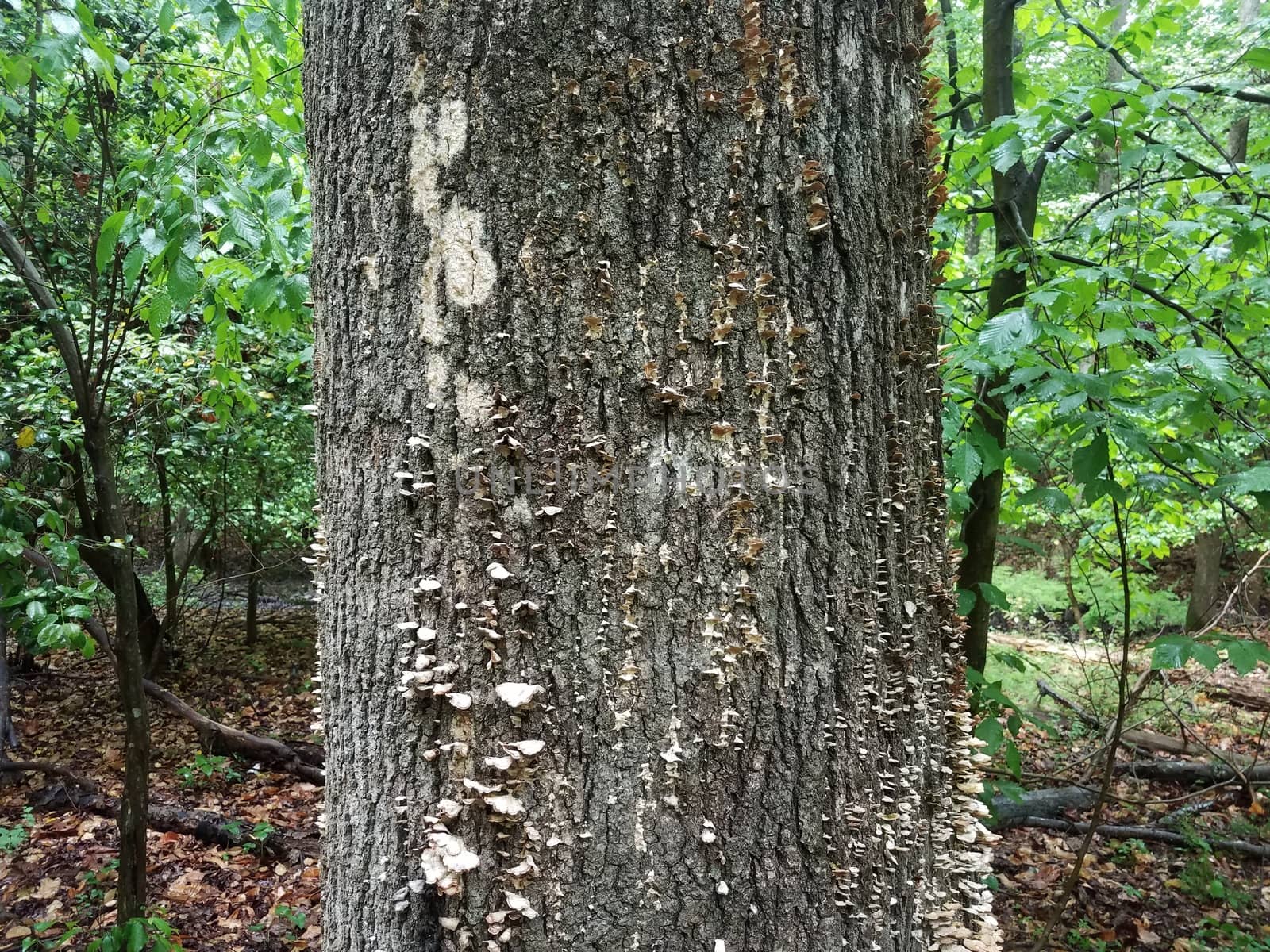white fungus or mushrooms on tree trunk bark by stockphotofan1