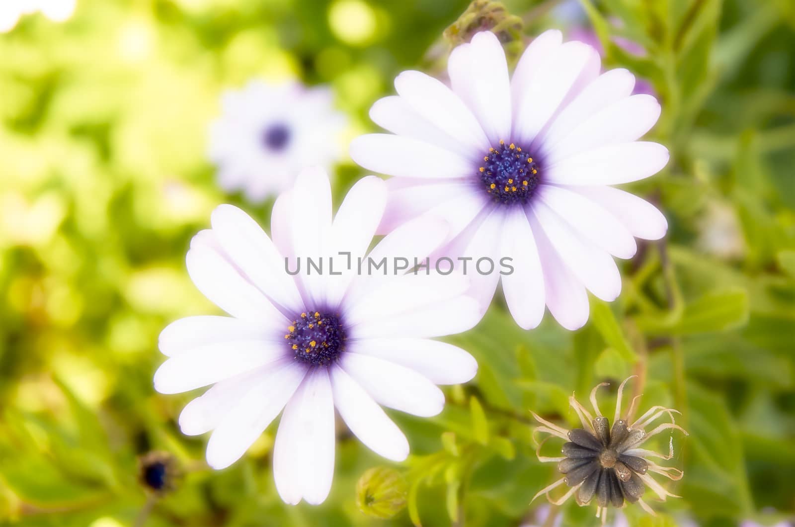 Daisies purple orton effect by bpardofotografia