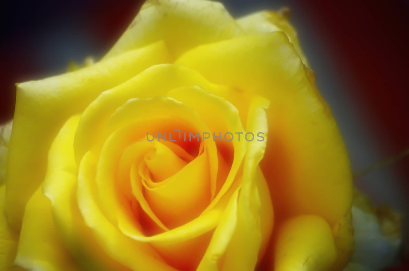 Yellow rose with orton effect by bpardofotografia
