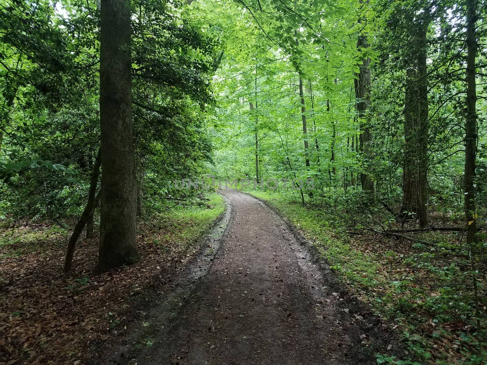 trail or path in the forest or woods with trees and green leaves