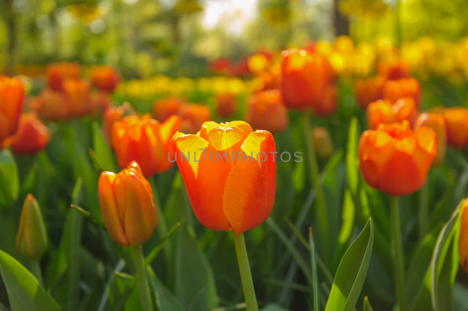 Red tulips of Netherlands in rays of sunset by starush