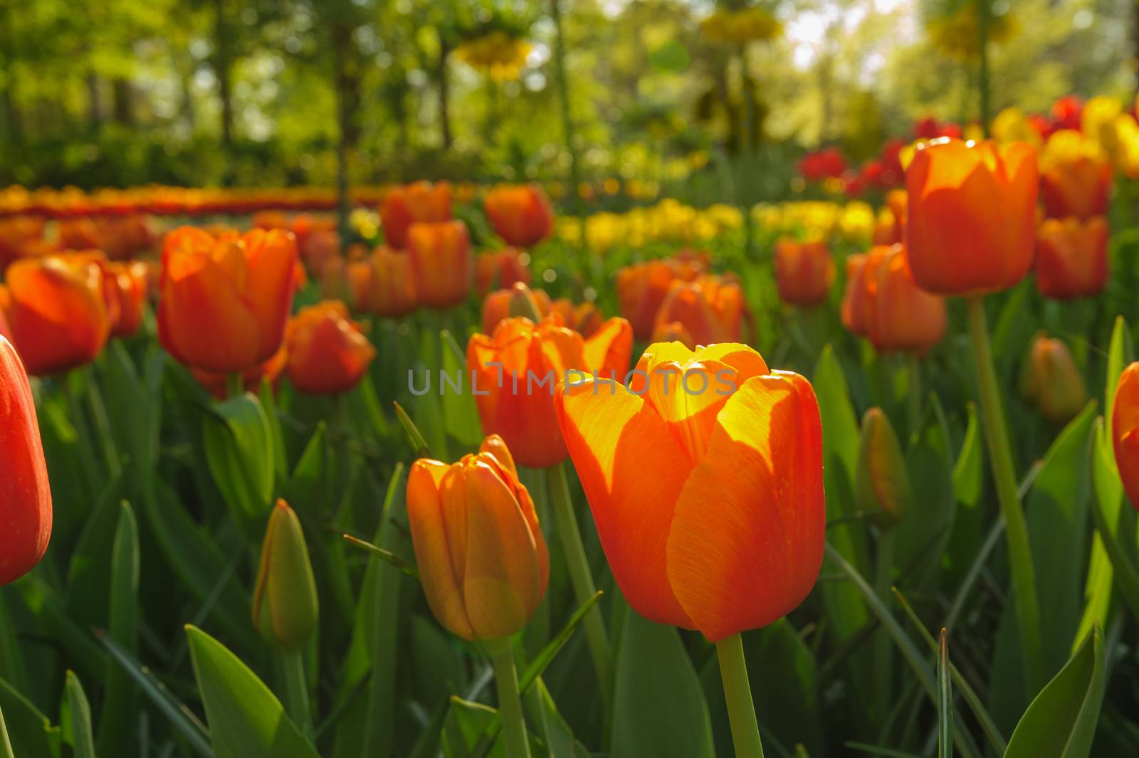 Red tulips of Netherlands in rays of sunset, with sun flare, selective focus