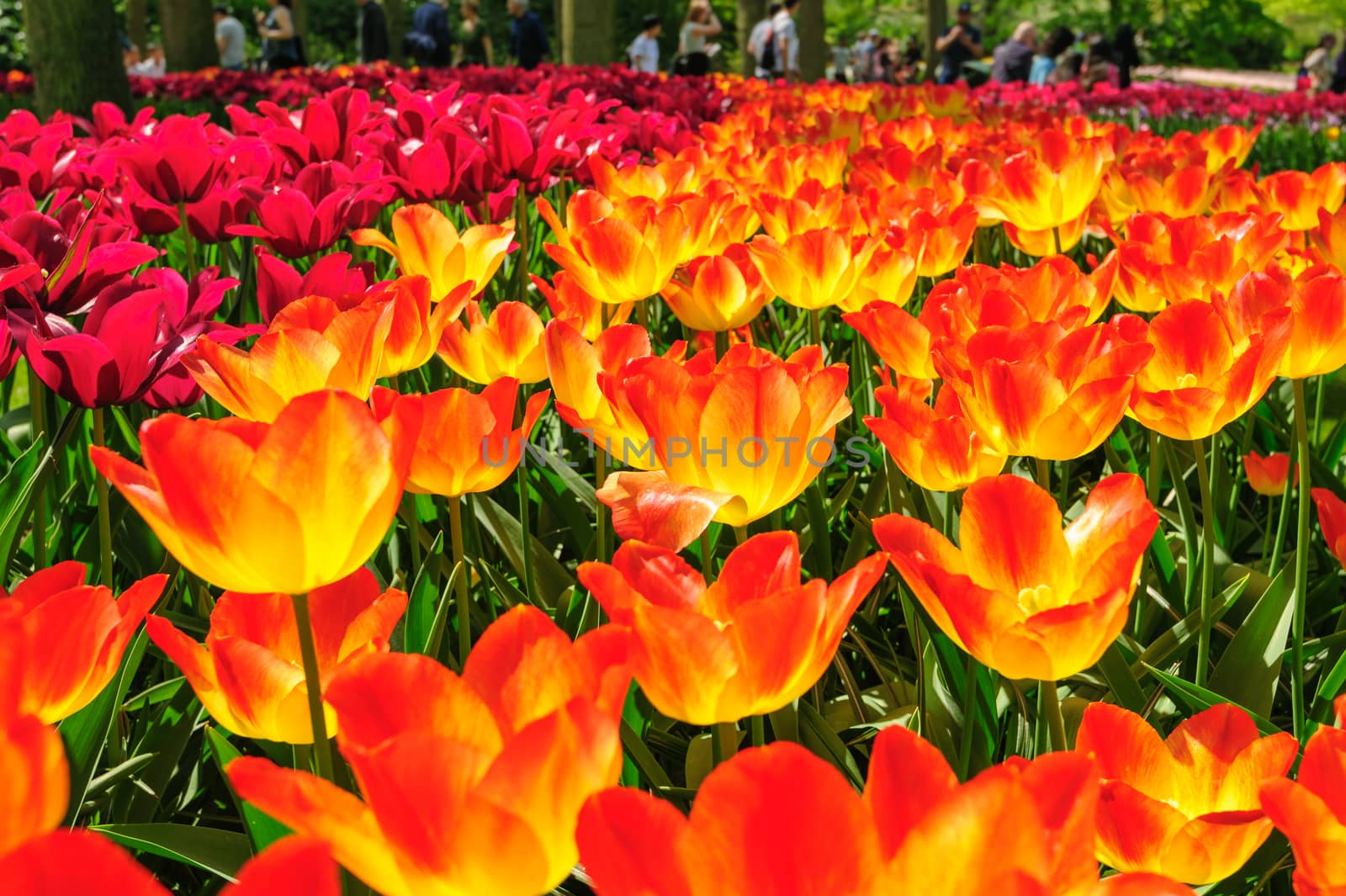 Large multicolored tulips flowerbed in Netherlands
