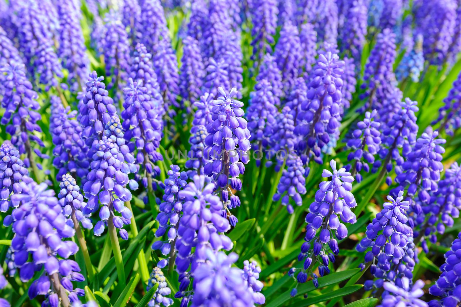 Large hyacinth flowerbed in Netherlands