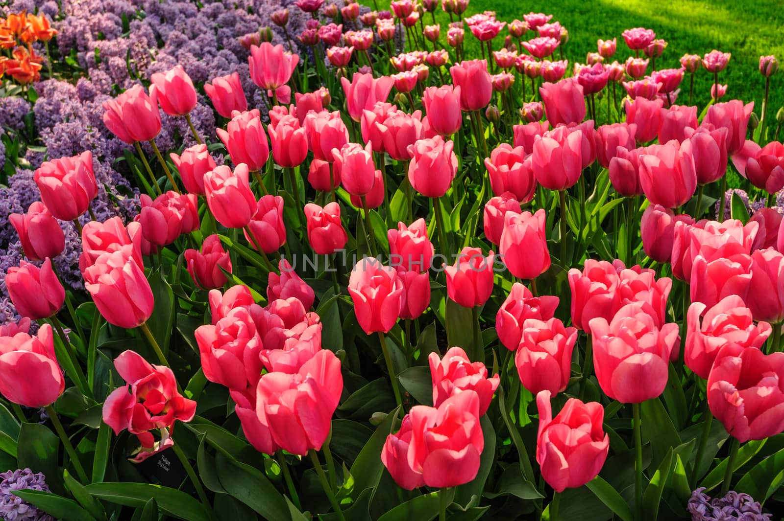 Large multicolored tulips flowerbed in Netherlands