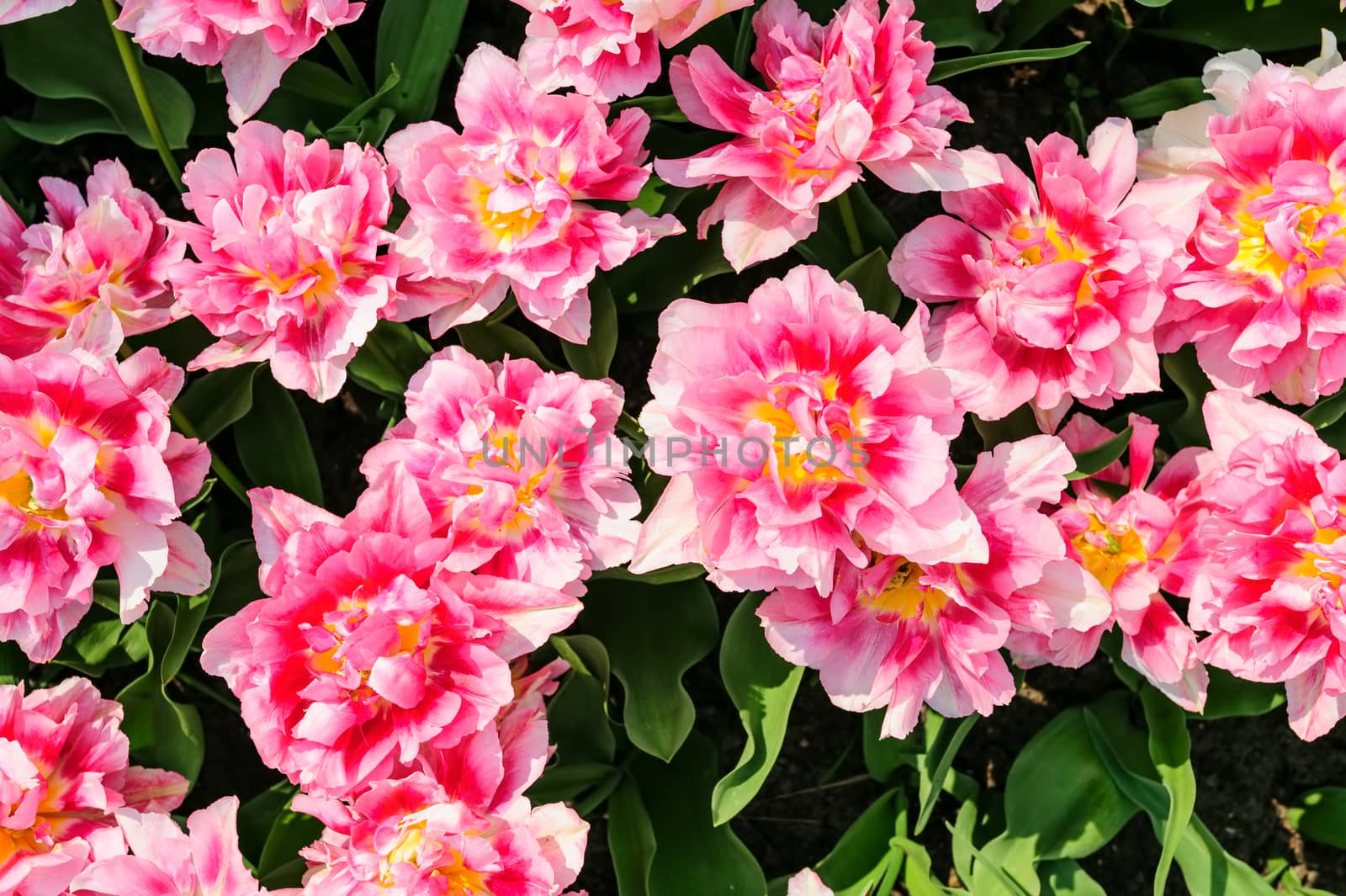Large pink tulips flowerbed in Netherlands