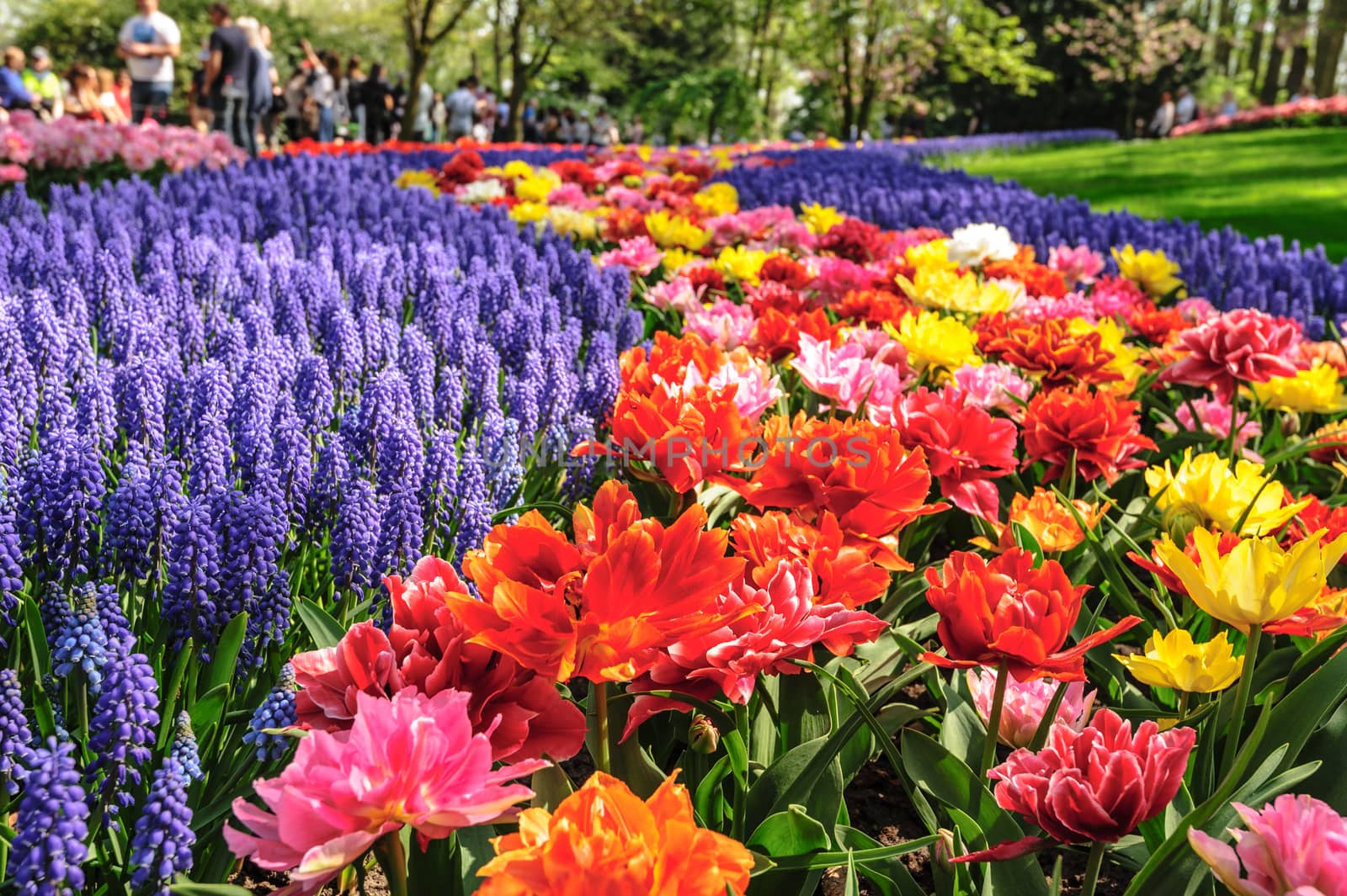Large multicolored tulips flowerbed in Netherlands, unrecognizable people at background