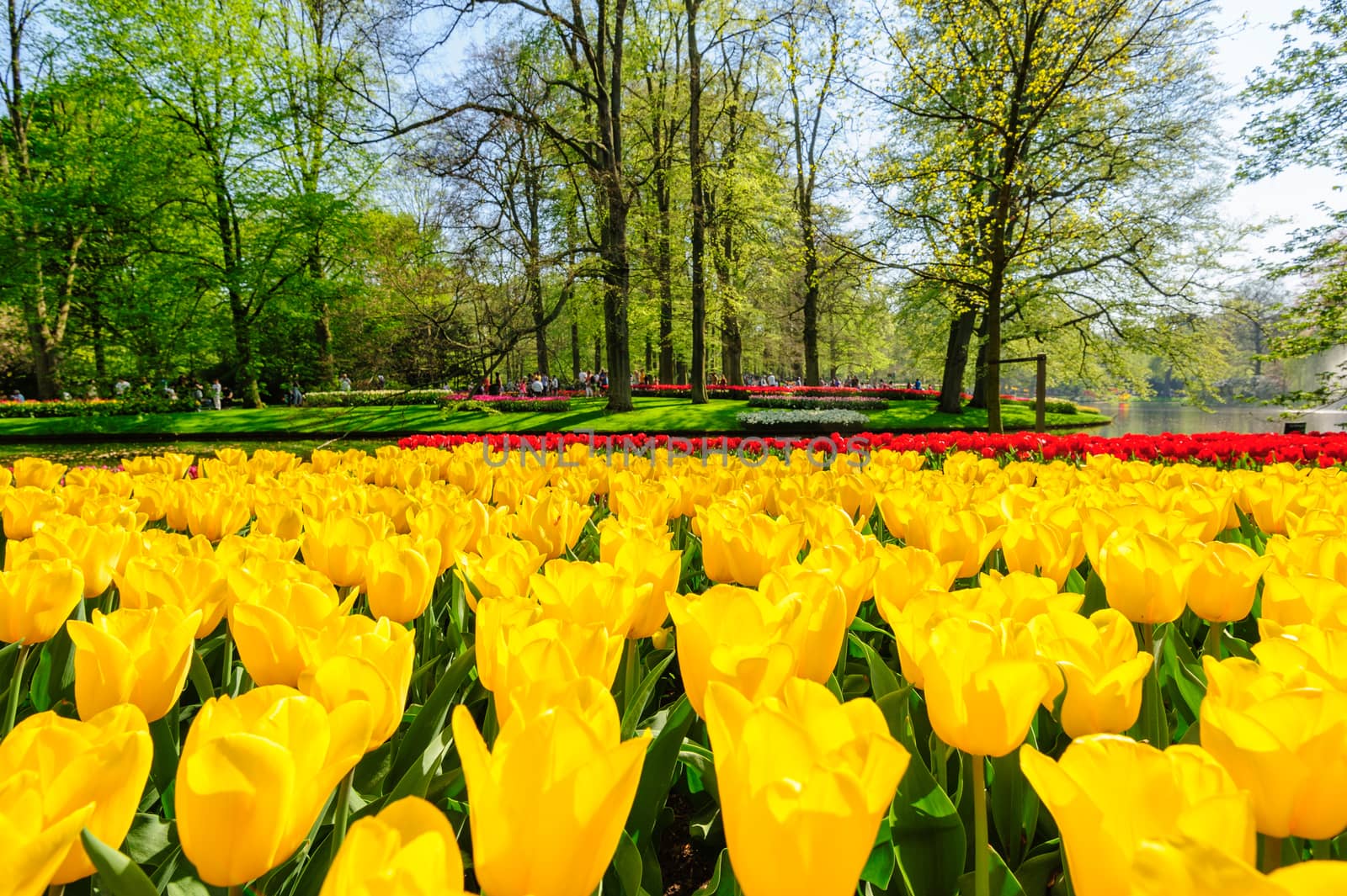 Large multicolored tulips flowerbed in Netherlands, unrecognizable people at background