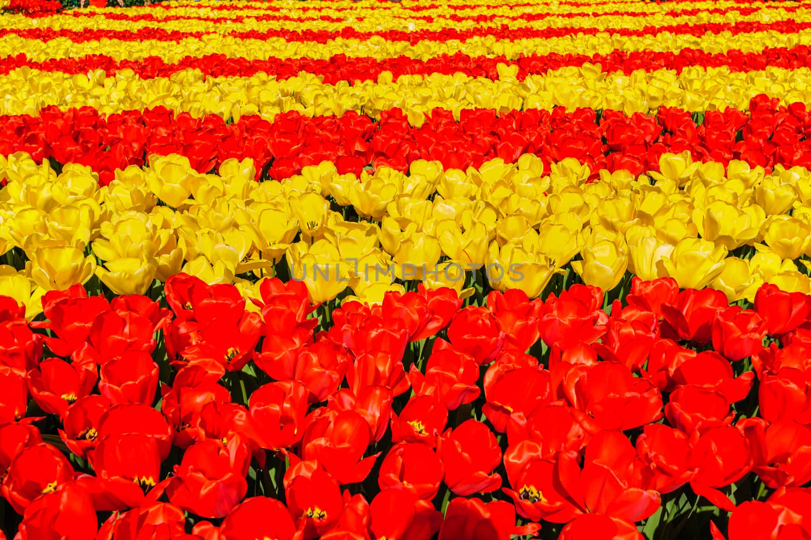 Large multicolored tulips flowerbed in Netherlands, unrecognizeable people at background