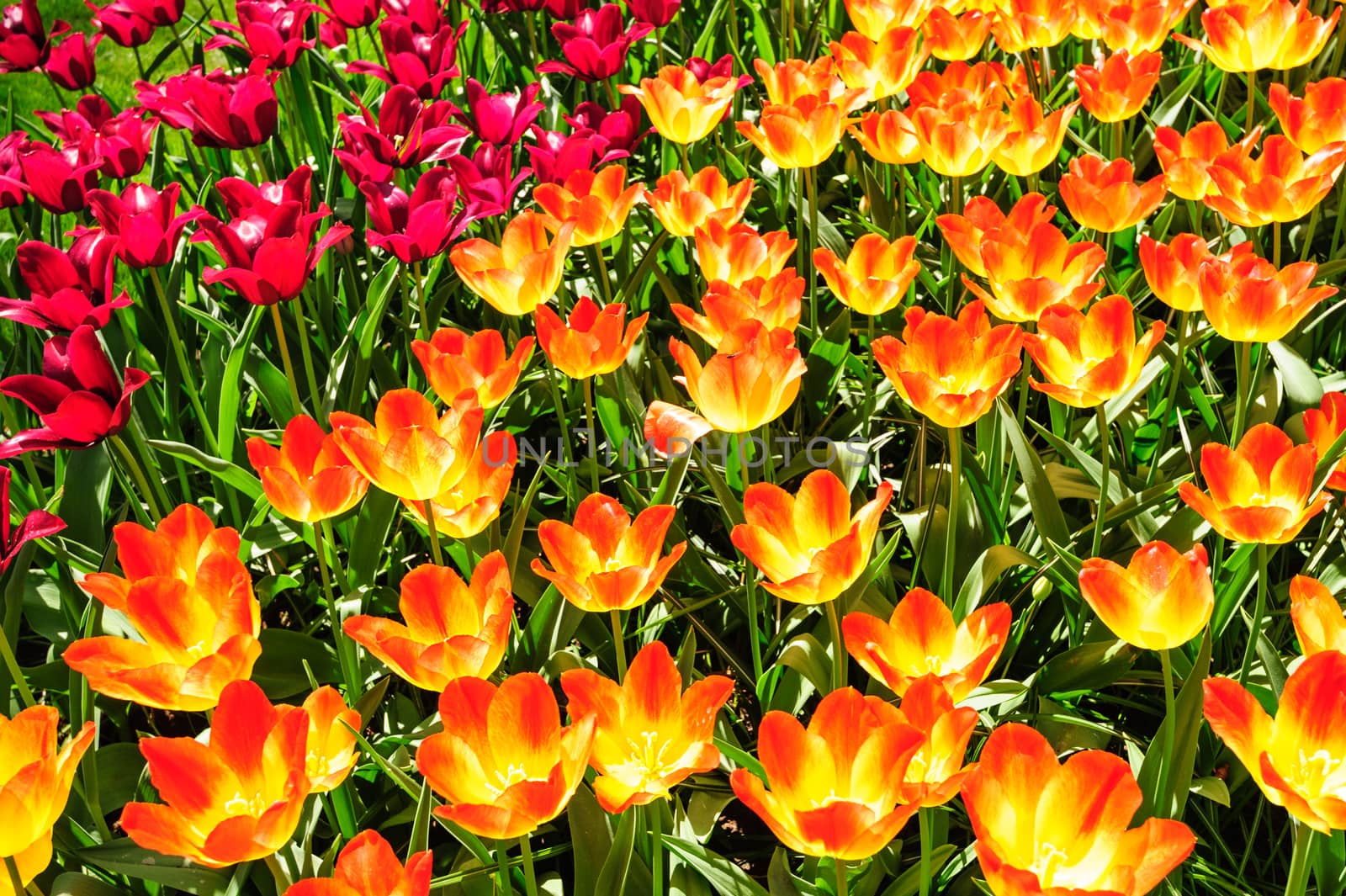Large multicolored tulips flowerbed in Netherlands