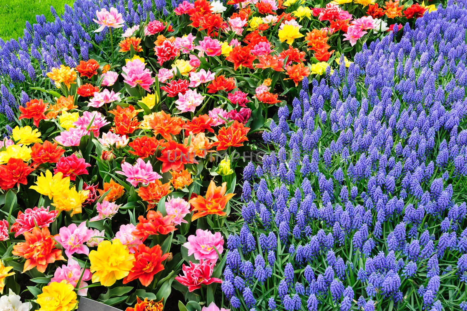 Large multicolored tulips flowerbed in Netherlands