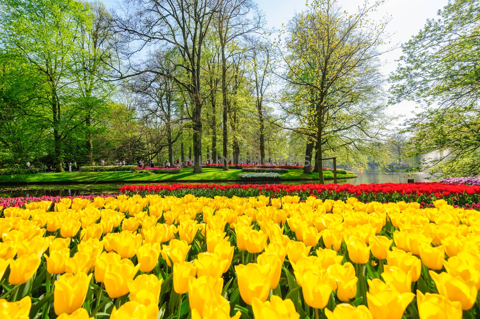 Large multicolored tulips flowerbed in Netherlands, unrecognizable people at background