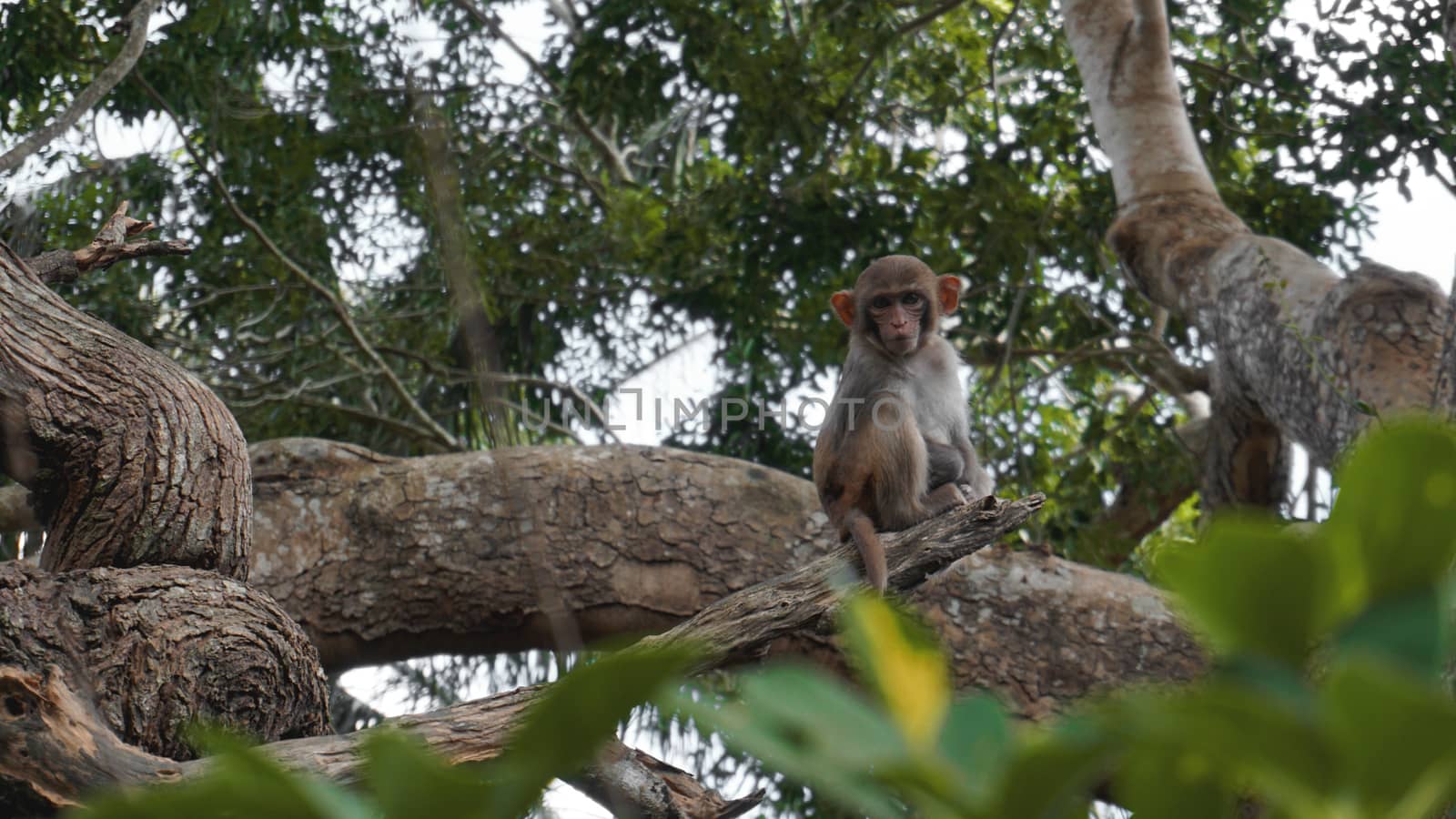 Squirrel monkey in natural habitat, rain forest and jungle, playing by natali_brill