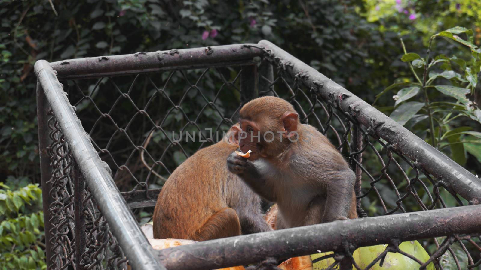 Monkeys steal food fruits from metal carts - animals