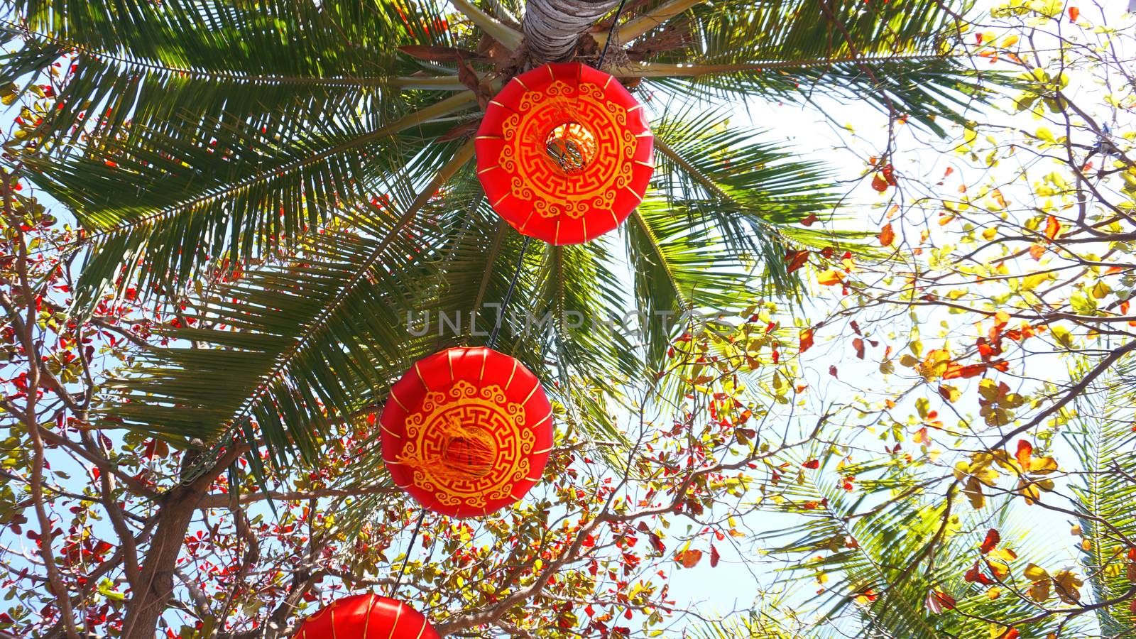Red lanterns on Chinese New Year Event at Hawaii with Coconut trees by natali_brill