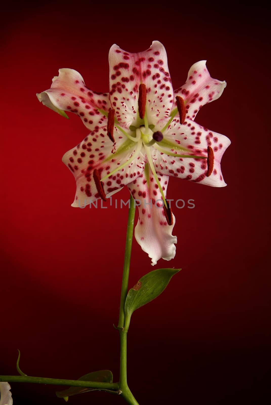 Blooming white lily flower buds (Lilium Samur), timelapse footage. Close up, macro. with juta background.
