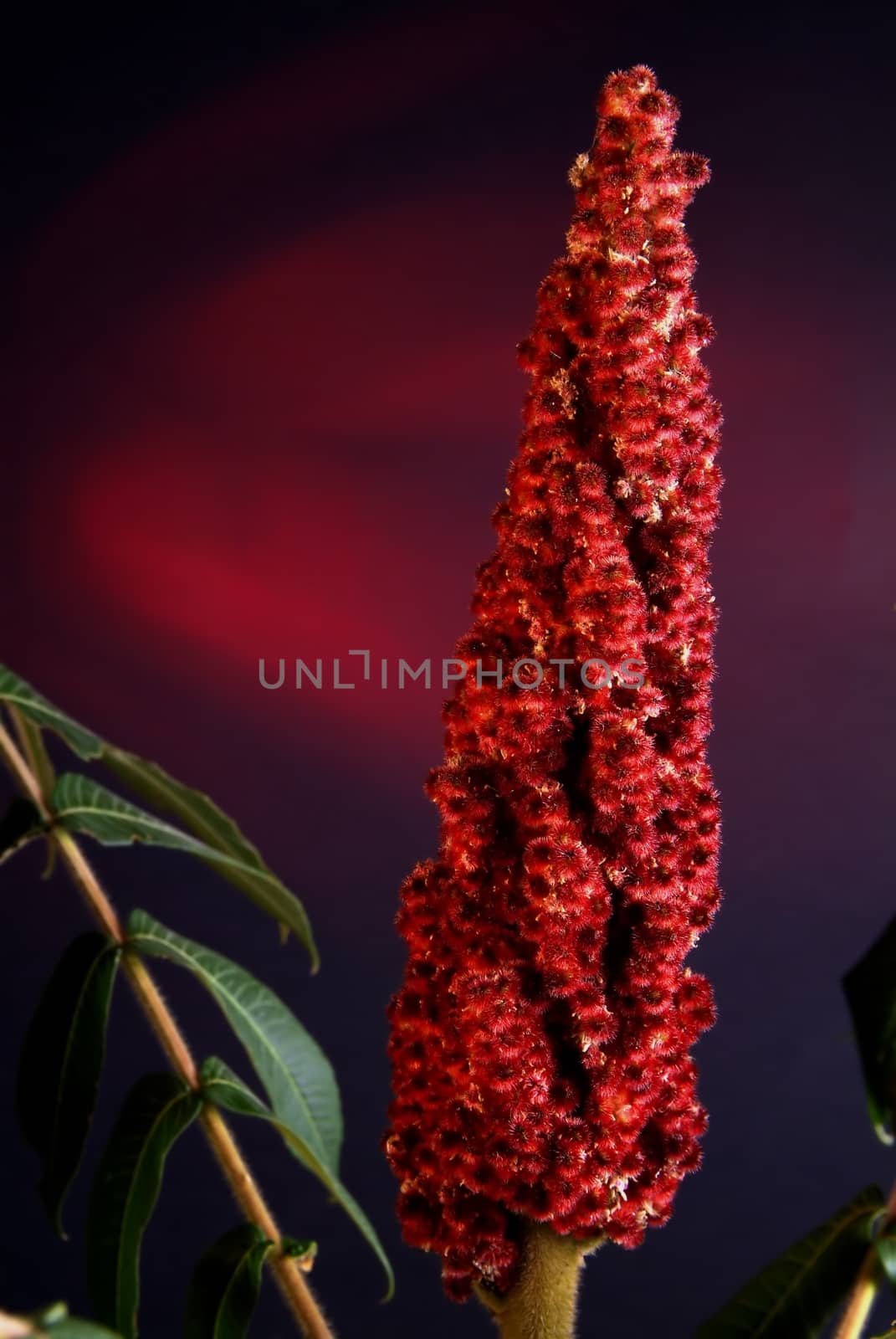 Blooming white lily flower buds (Lilium Samur), timelapse footage. Close up, macro. with juta background.