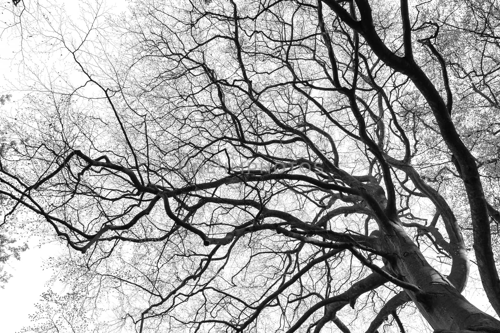 Complex tree branch silhouette isolated on white background