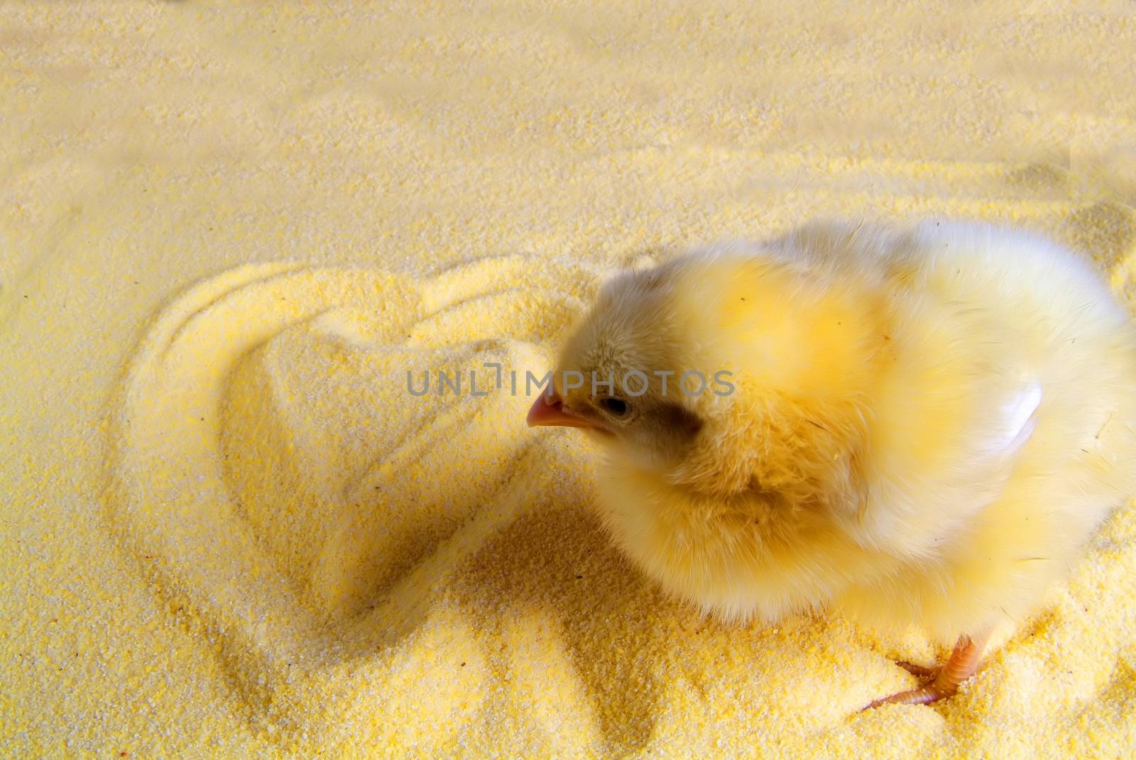 Cute little chicken isolated on yellow light background