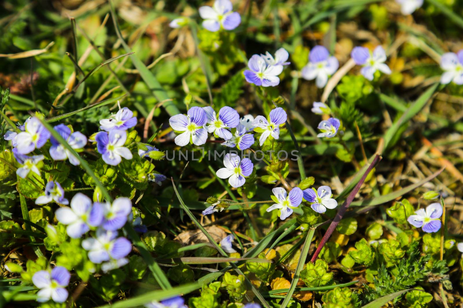 Browallia speciosa flowers in the garden.