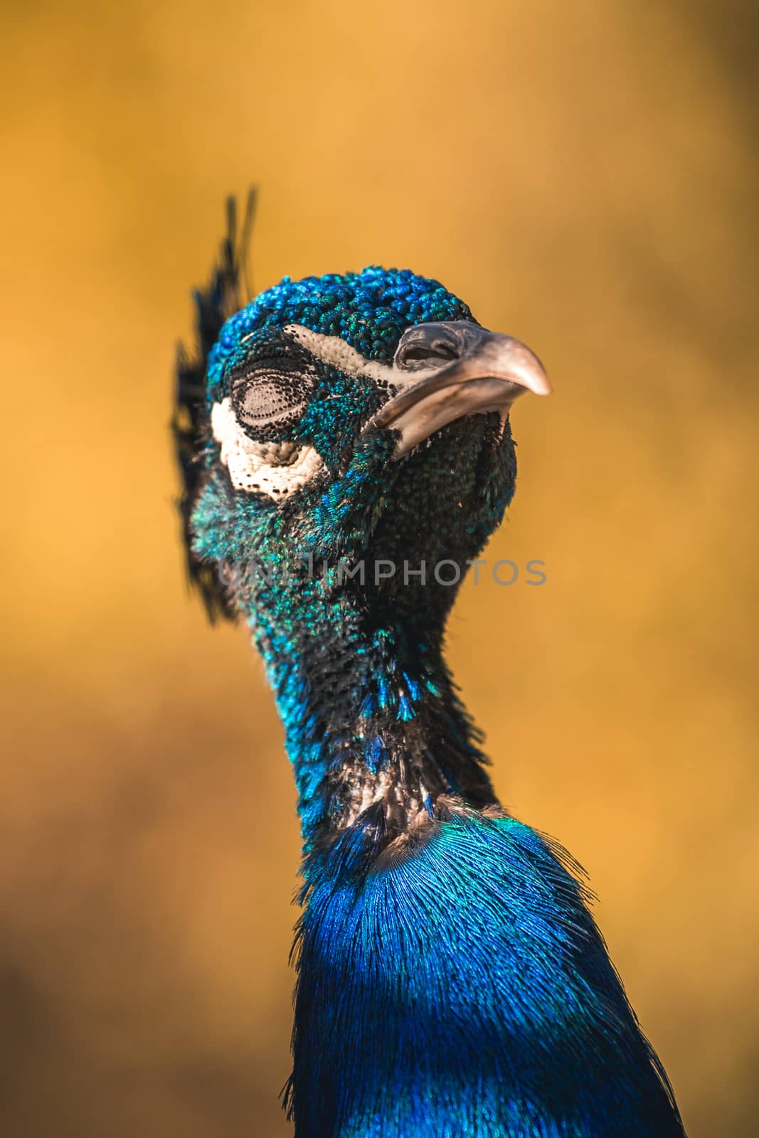 Nice proud peacock head with blue feathers on a soft background
