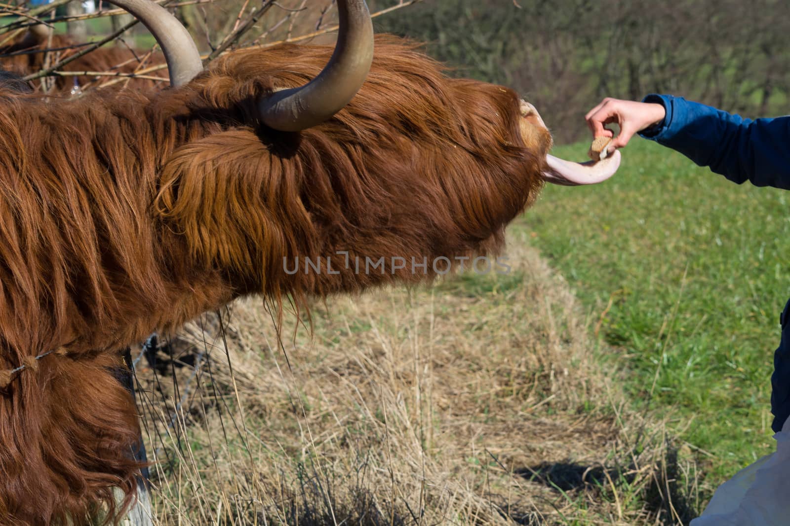   Portrait of a red Scottish highland cattle, sticking out his tongue, cow with long wavy hair and long horns