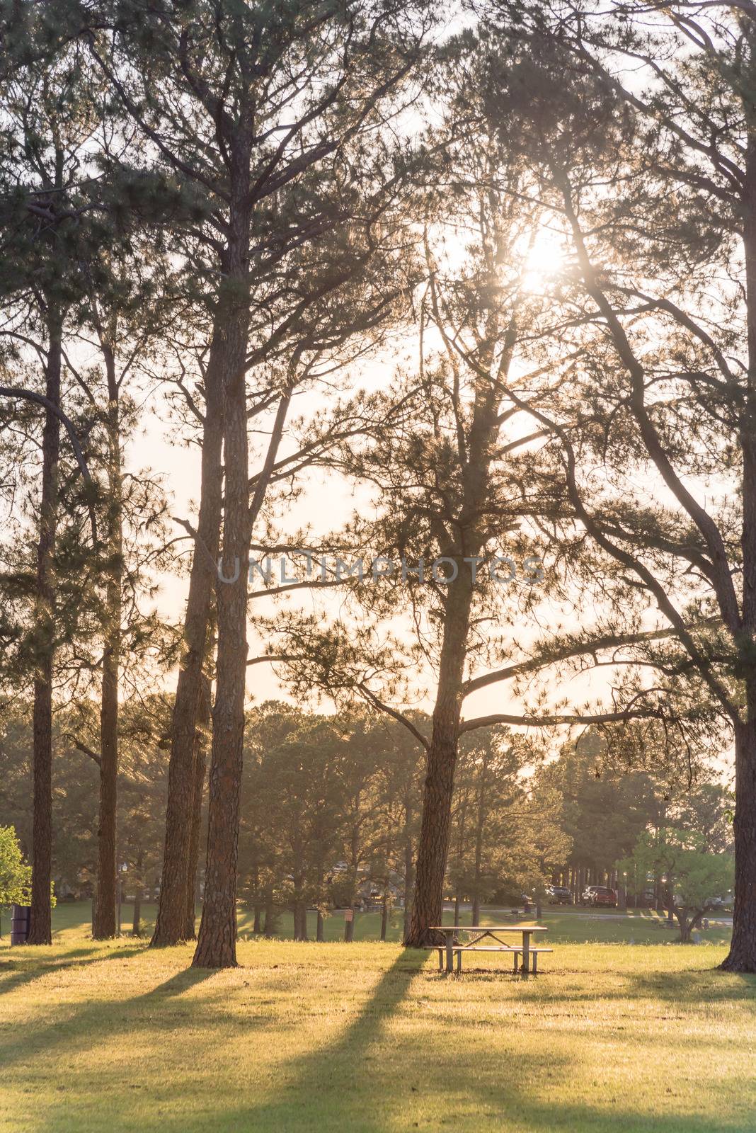 Sun bursting through trees at public park in Texas, America with unoccupied  metal picnic tables and trash cans