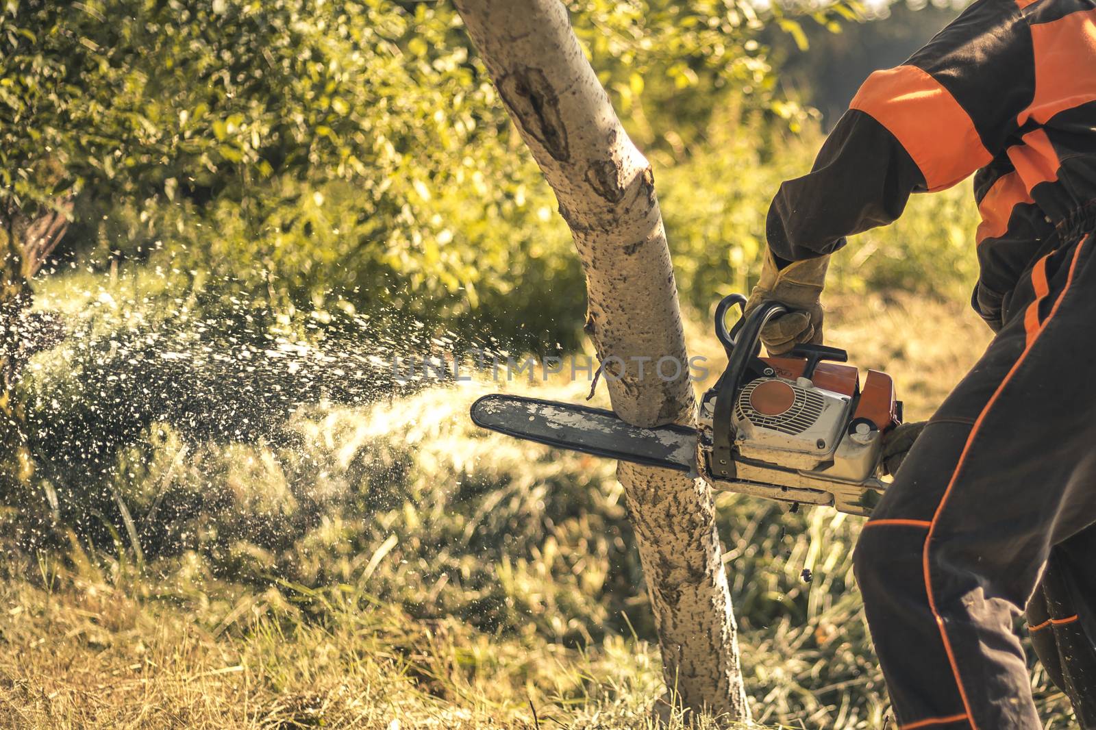 Lumberjack cutting tree with a chainsaw in summer.