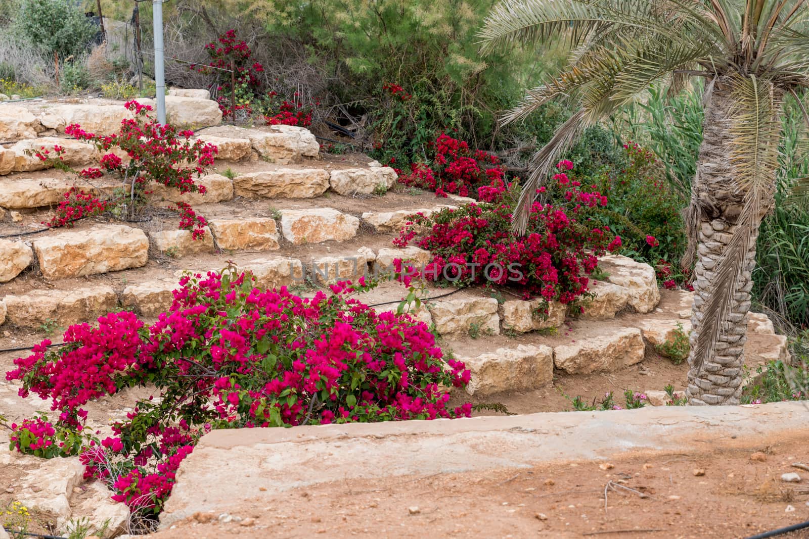 bougainville flowers at the jordan river in israel