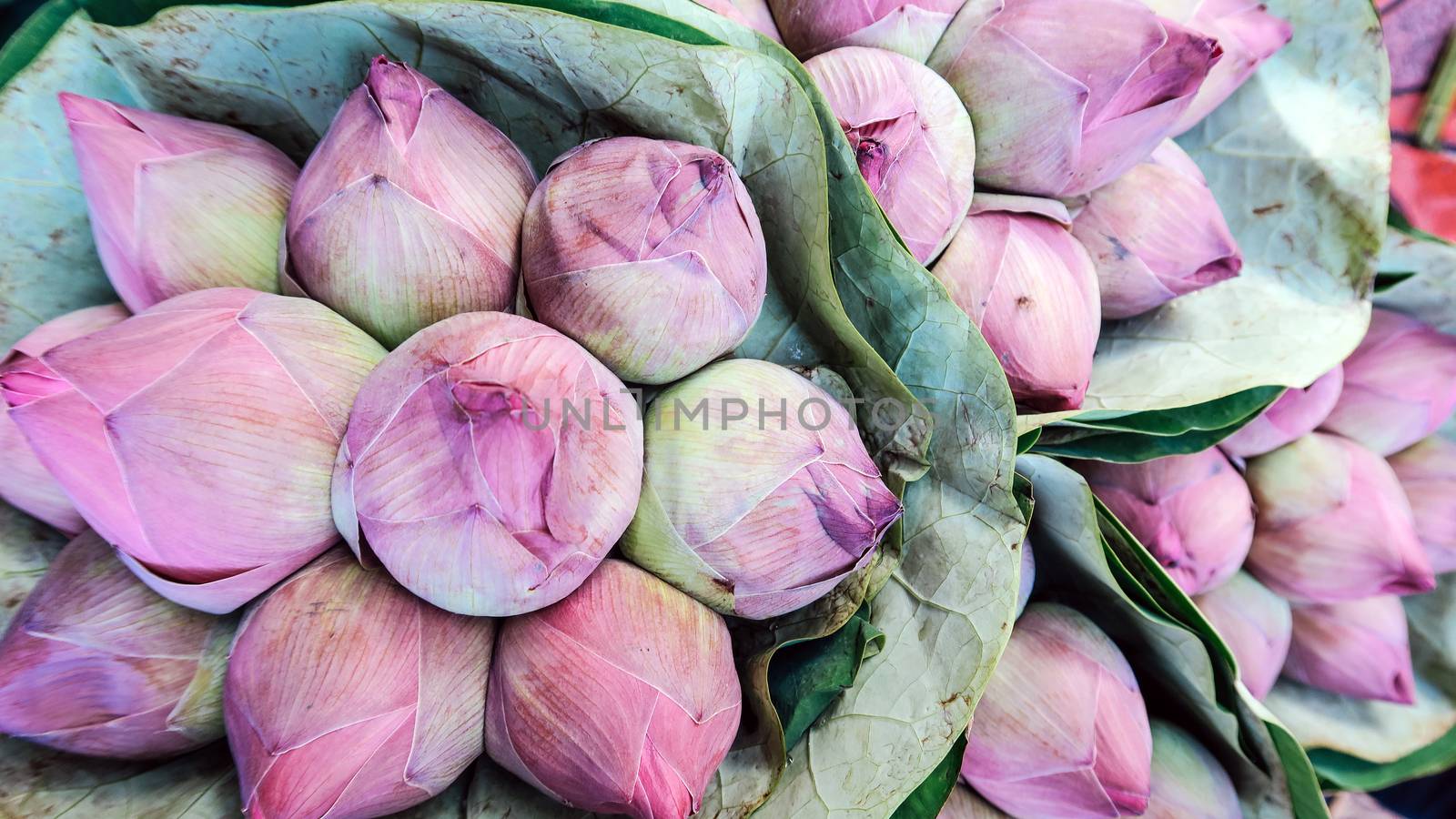 Bouquet of lotus flowers background