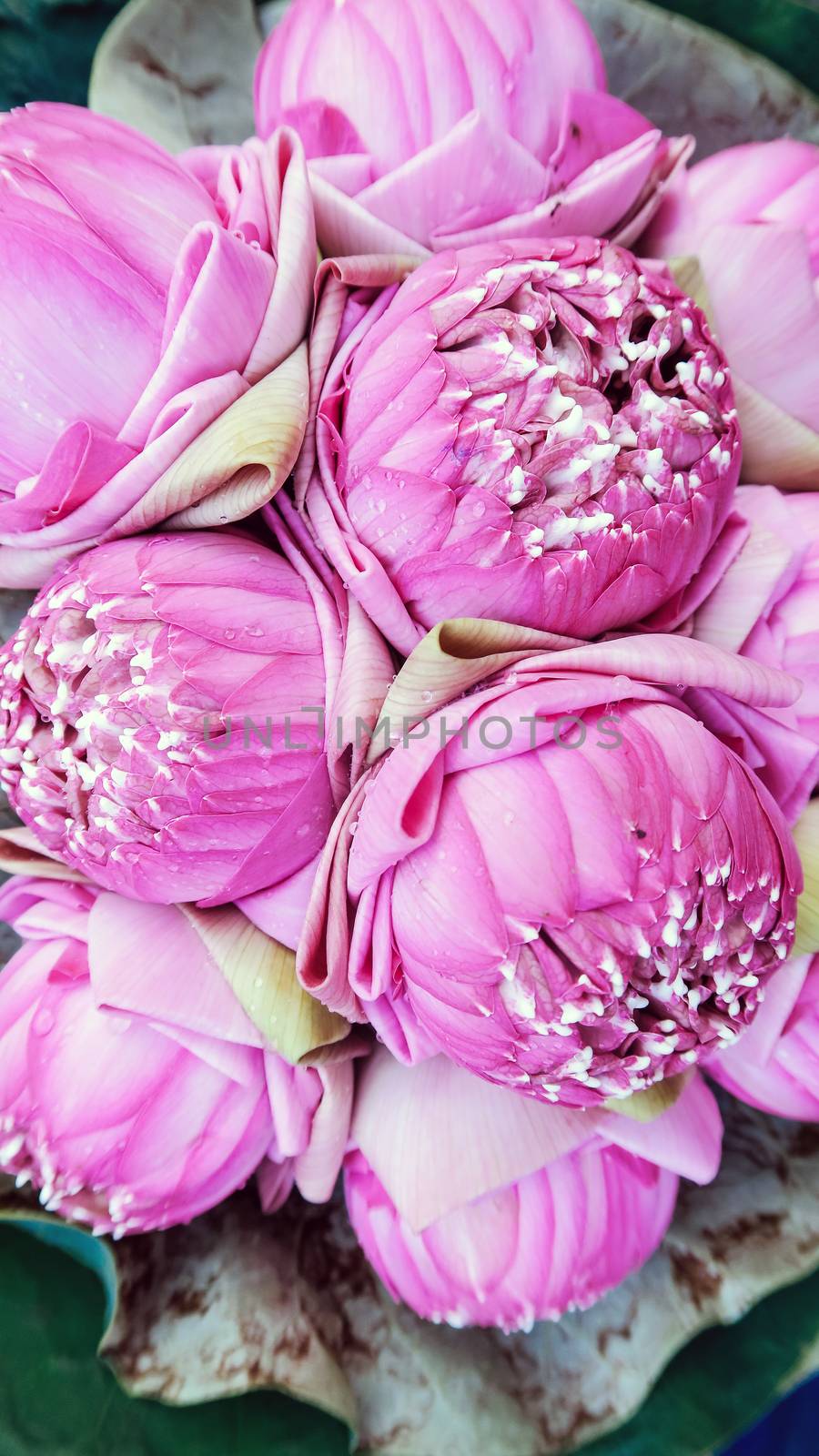 Bouquet of lotus flowers background