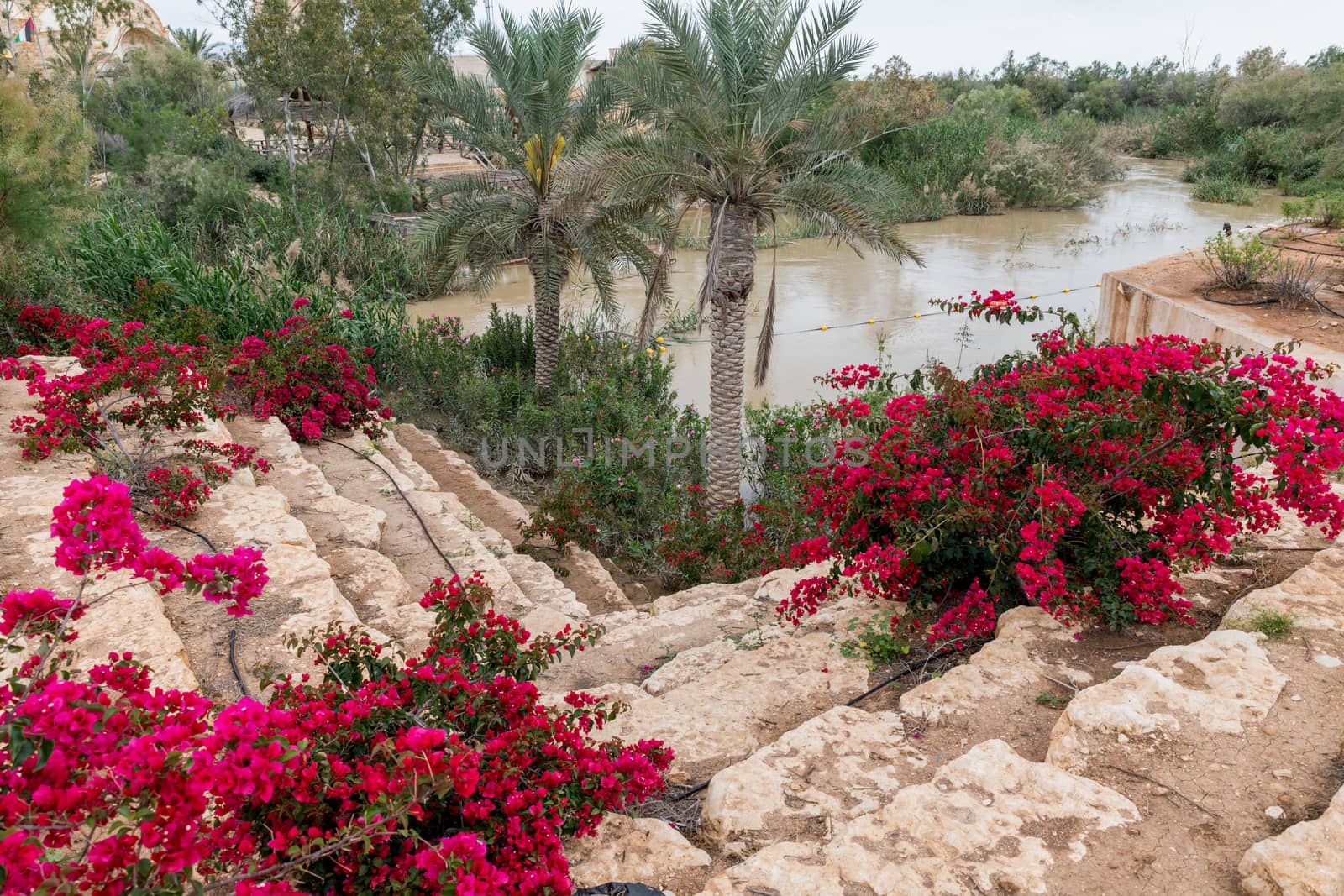 bougainville flowers at the jordan river in israel