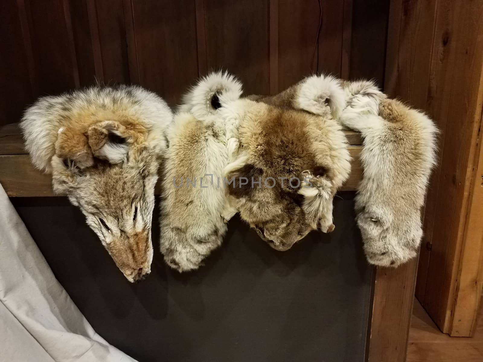 various grey and brown animal furs or hides or pelts on table