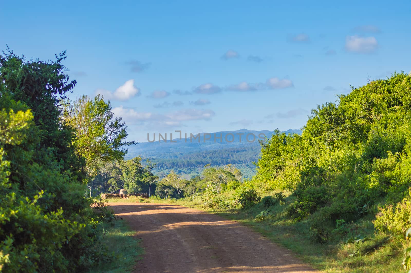 View of the forest and the mountains of Aberdare Park in central Kenya