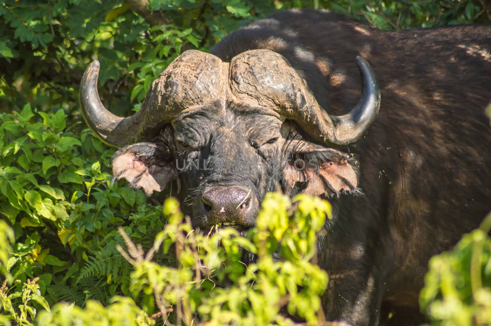 Buffalo in the forest of Aberdare Park in central Kenya