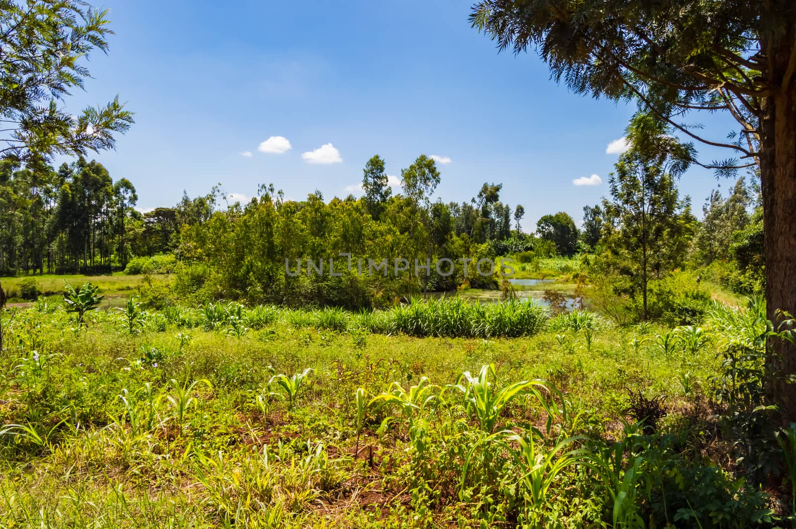 Maize and banana field in the countryside near Thika town in central Kenya