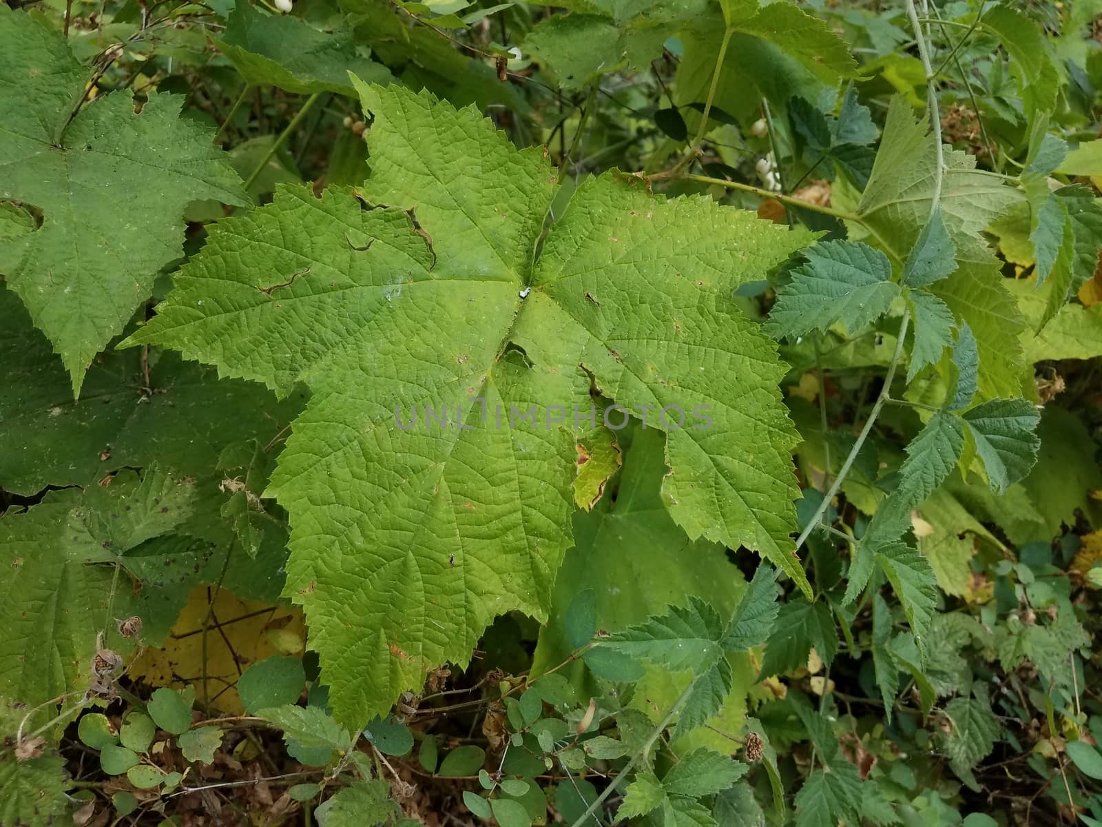 large green leaf on plant and bushes and vines outdoor