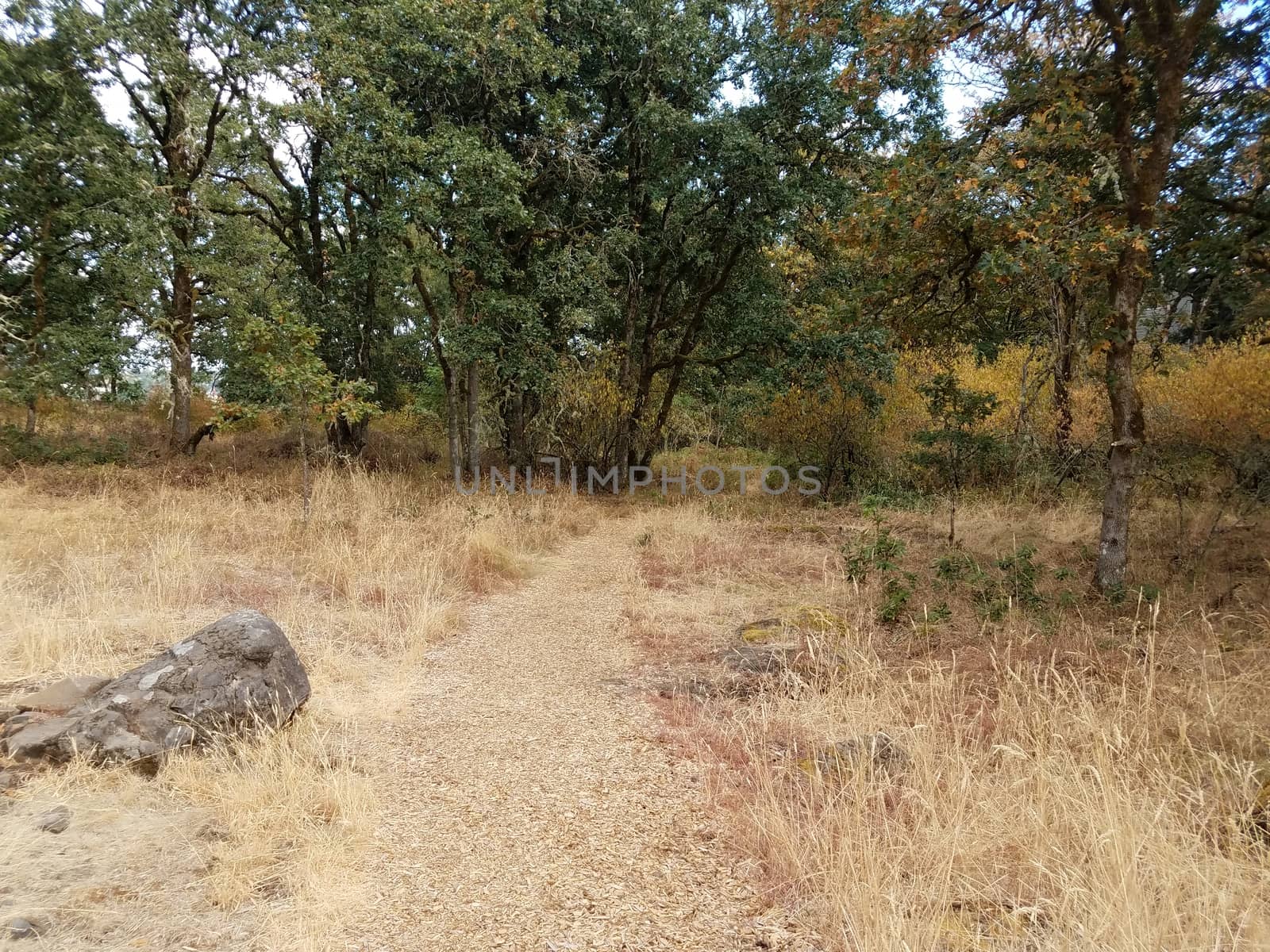 trail with brown grasses and trees outdoor by stockphotofan1