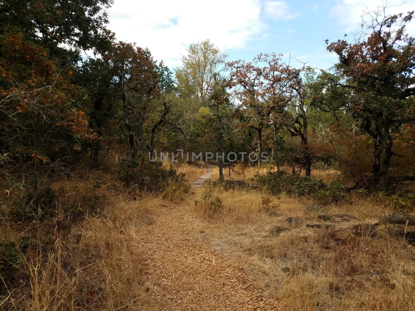 trail or path with brown grasses and trees outdoor