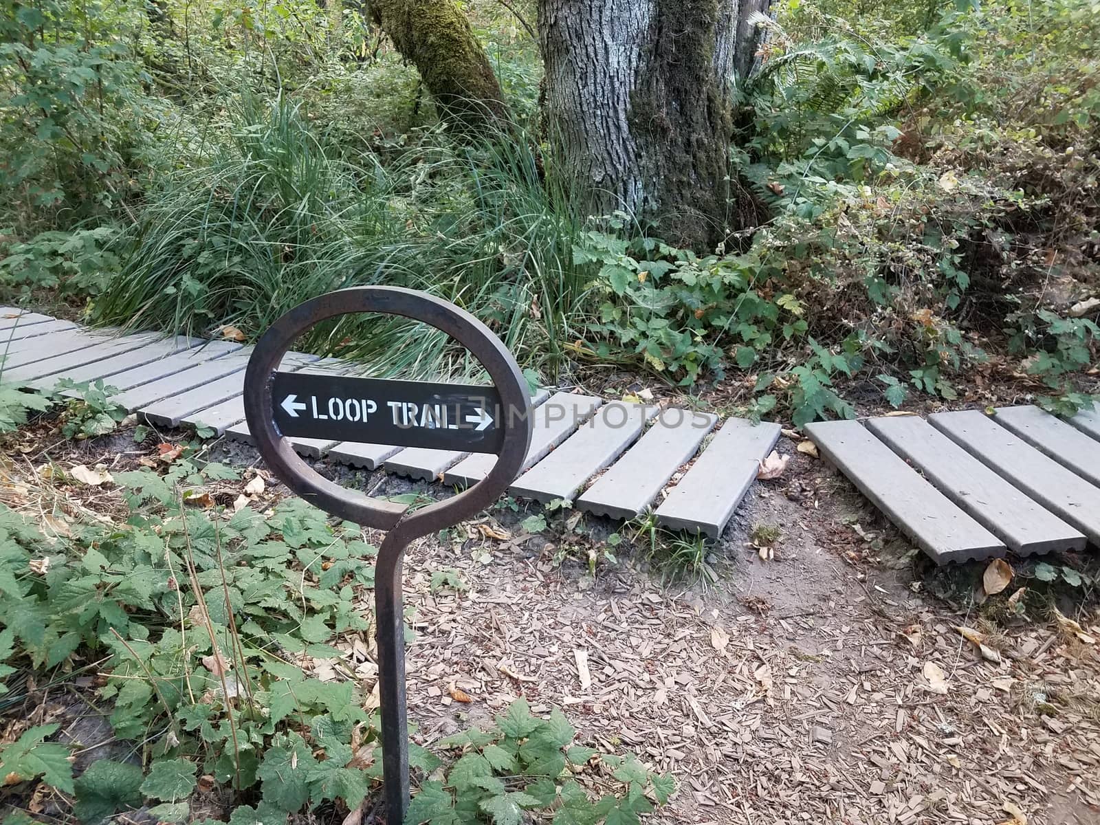 wood boardwalk on path or trail with loop trail sign in woods or forest
