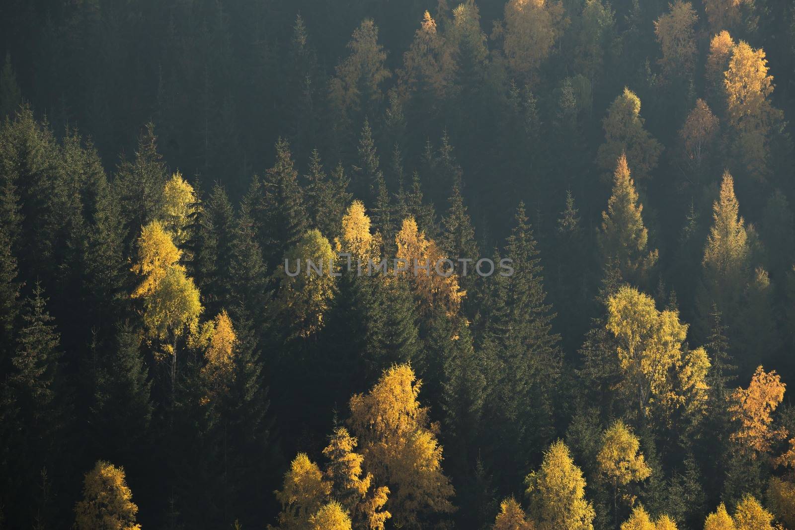 Autumn forest scene. Green and yellow trees contrasting. Side of a hill.